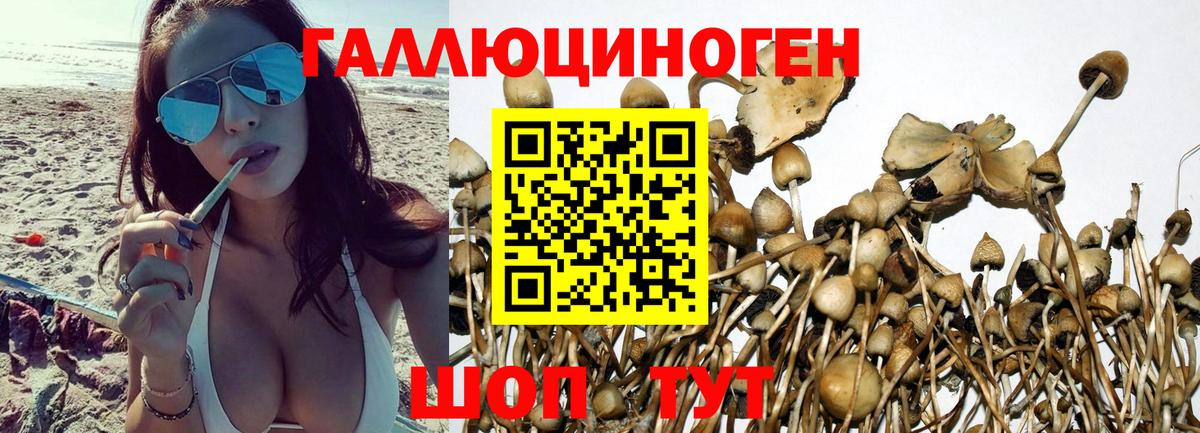 Старая Купавна  Псилоцибиновые грибы MAGIC MUSHROOMS  Вход с VPN 